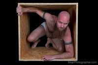 jovem urso barbudo ruivo - LifeBOX BearPhotographer Project